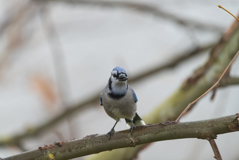 A vibrant Blue Jay perched on a branch, captured in the wild.